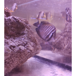 Zebrasoma Desjardinii L